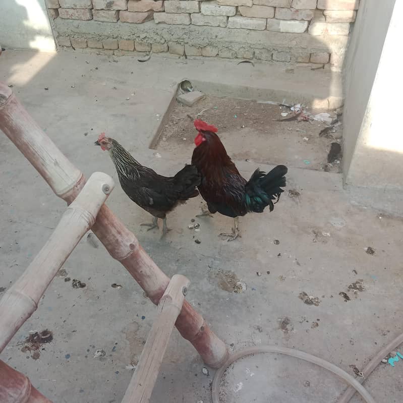 دیسی مصری گولڈن مرغی مرغا 2
