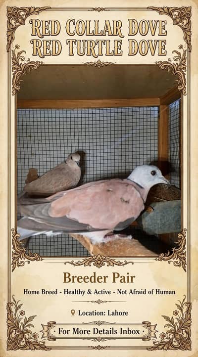 red turtle dove/red collar dove breeder pair