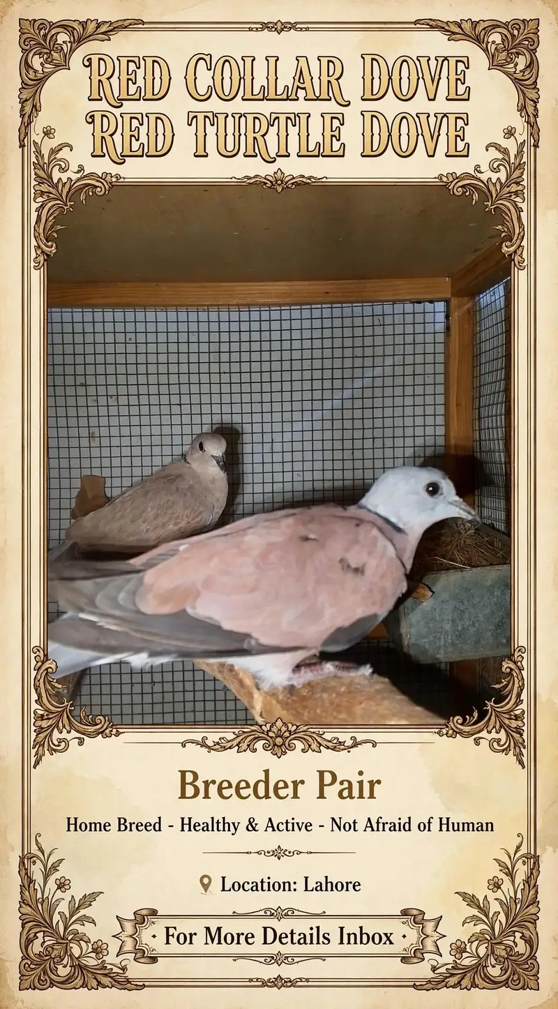 red turtle dove/red collar dove breeder pair