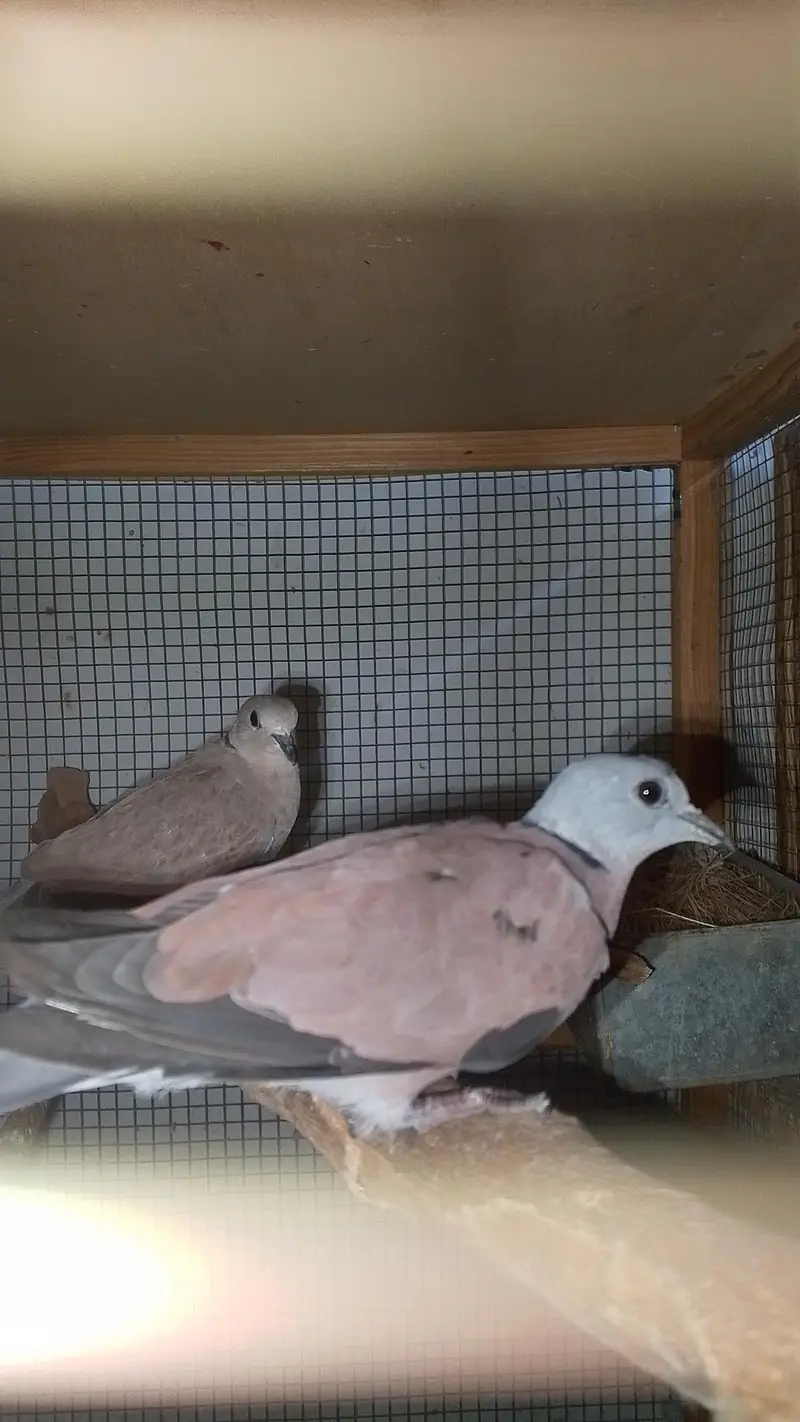 red turtle dove/red collar dove breeder pair — photo 2