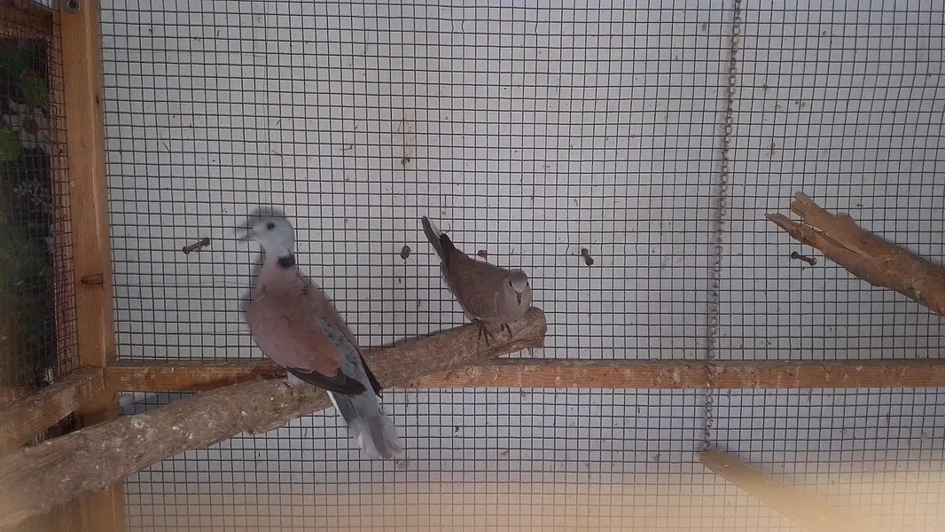 red turtle dove/red collar dove breeder pair — photo 3