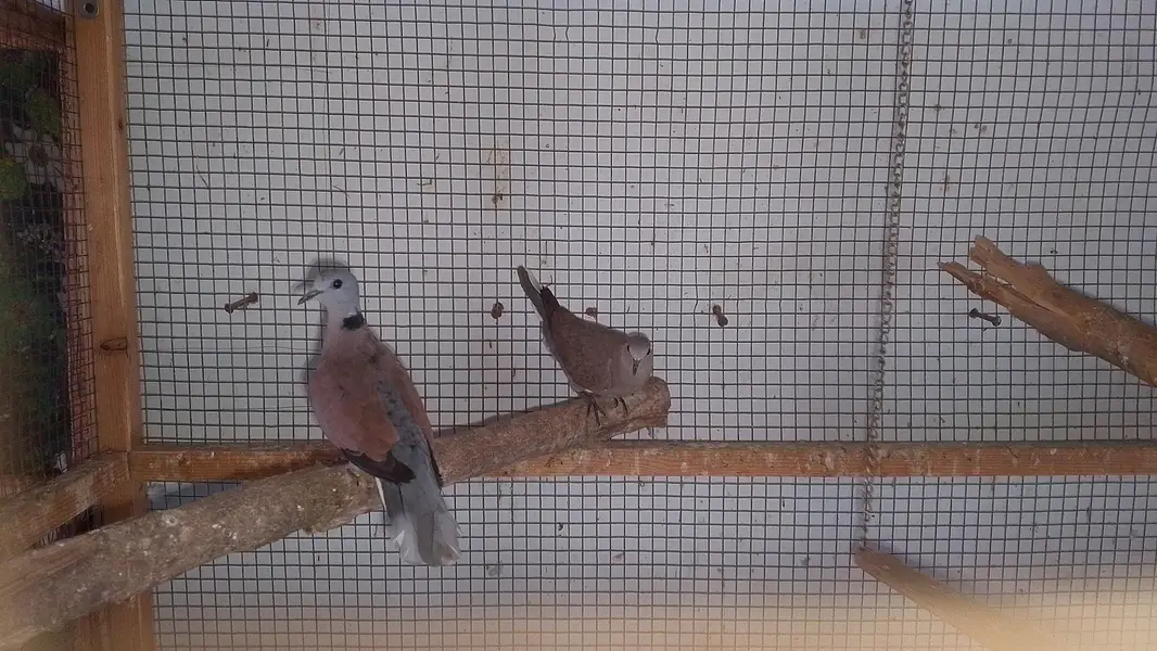 red turtle dove/red collar dove breeder pair — photo 4