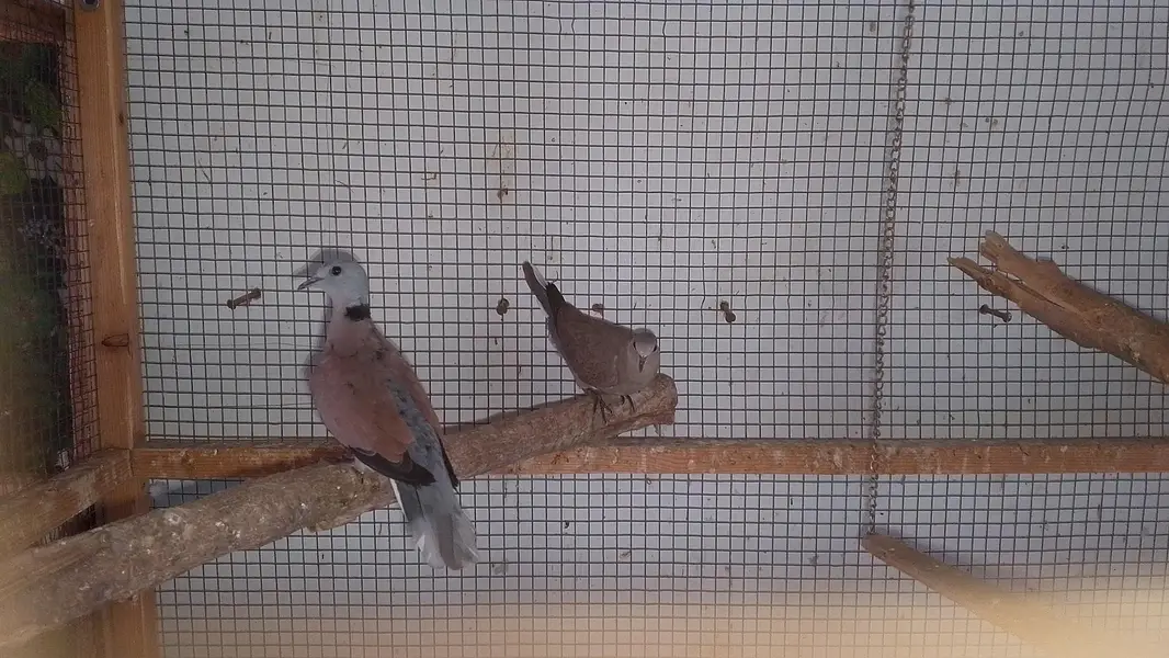 red turtle dove/red collar dove breeder pair — photo 5