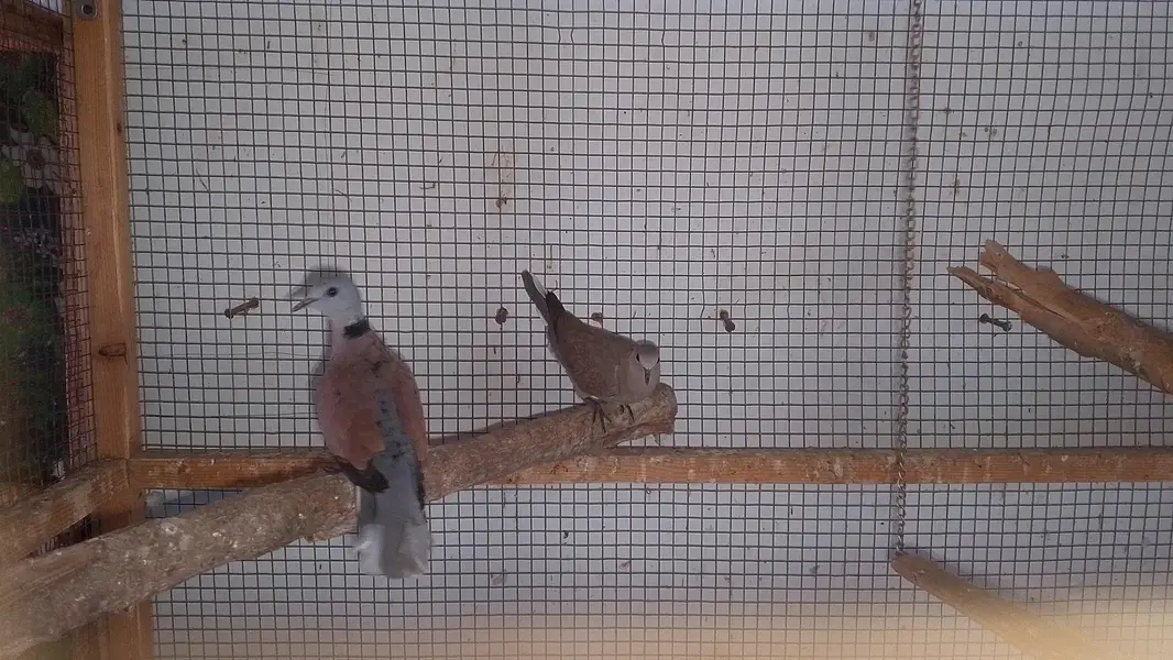 red turtle dove/red collar dove breeder pair — photo 6