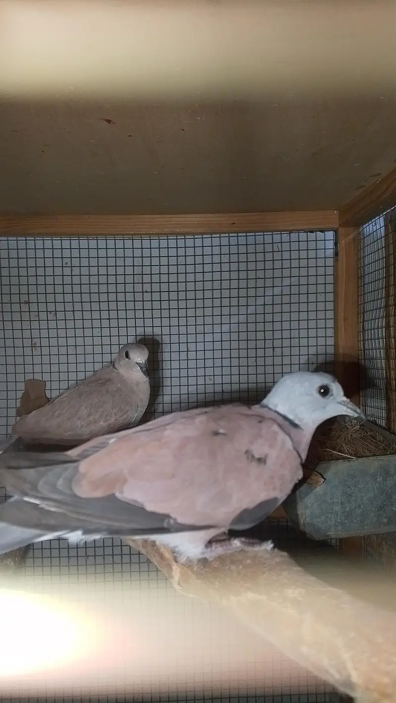 red turtle dove/red collar dove breeder pair — photo 8