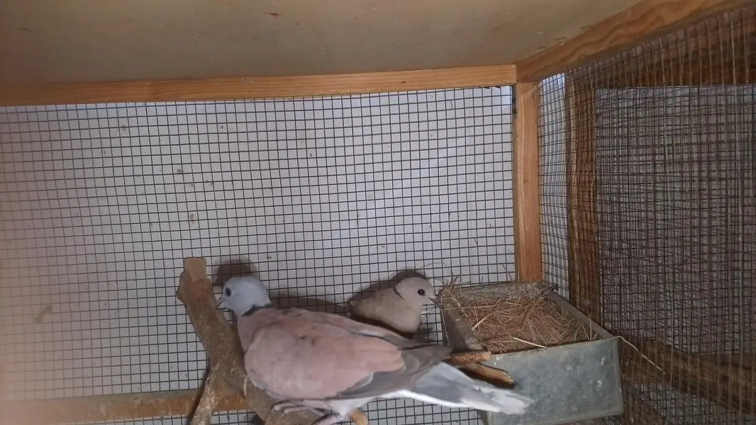 red turtle dove/red collar dove breeder pair — photo 9