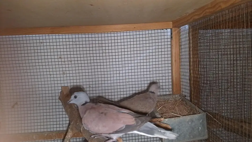 red turtle dove/red collar dove breeder pair — photo 10