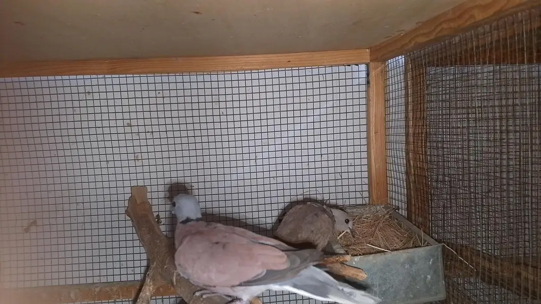 red turtle dove/red collar dove breeder pair — photo 11