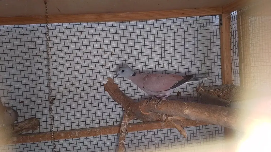 red turtle dove/red collar dove breeder pair — photo 12