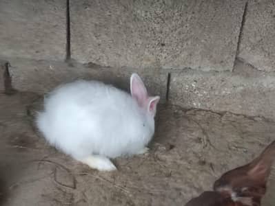 white angora+ newZealand white