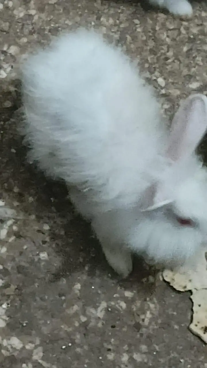 white angora+ newZealand white — photo 2