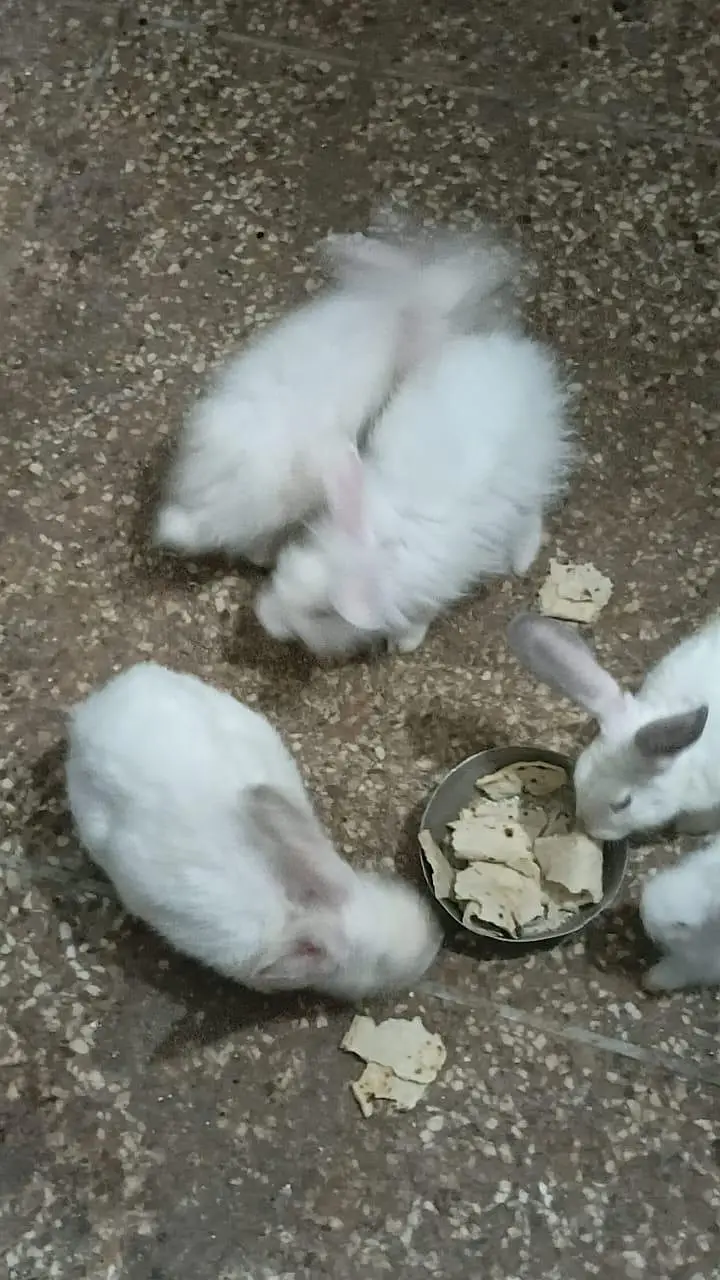 white angora+ newZealand white — photo 4