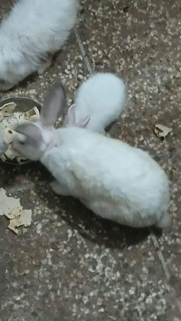 white angora+ newZealand white — photo 5