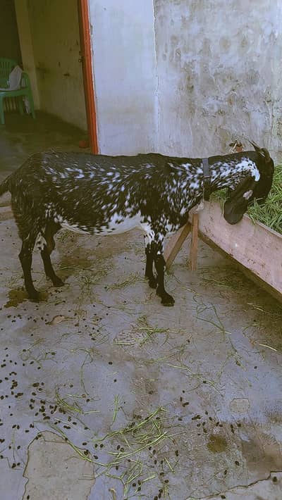 makhhi chenne female 8 daant