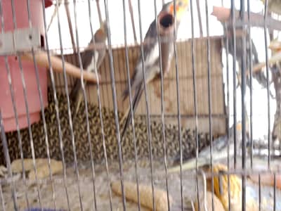 urgently selling