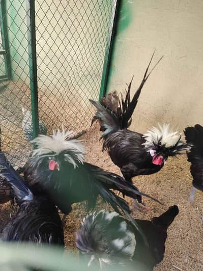 black polish pairs . . . and golden polish