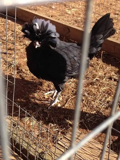 black polish pairs . . . and golden polish — photo 2