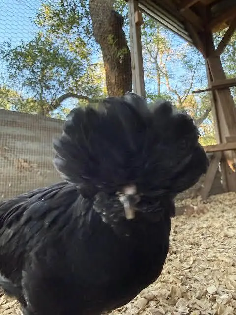 black polish pairs . . . and golden polish — photo 3