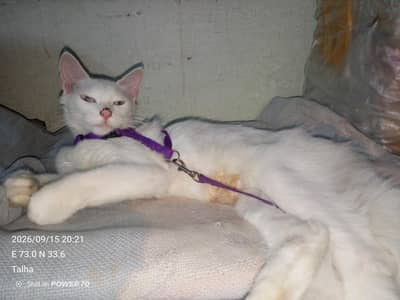 Persian Whie Cat