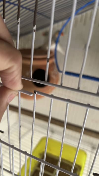 2 cage or 1 finch pair