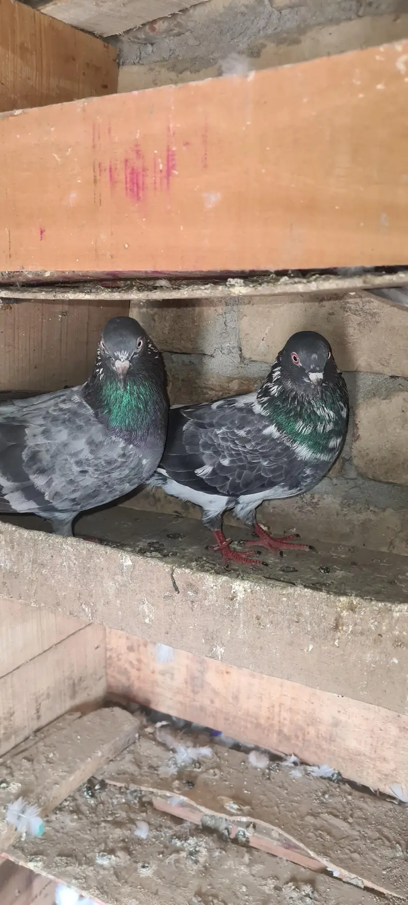 pure dubwala pair with one patha — photo 2