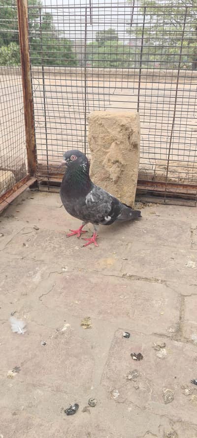 pure dubwali pathi for sale