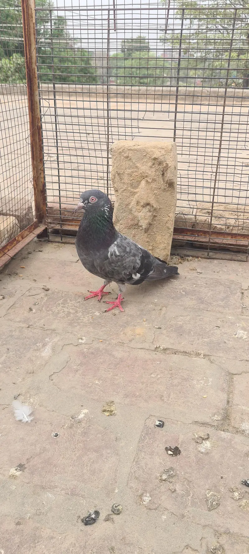 pure dubwala pair with one patha — photo 3