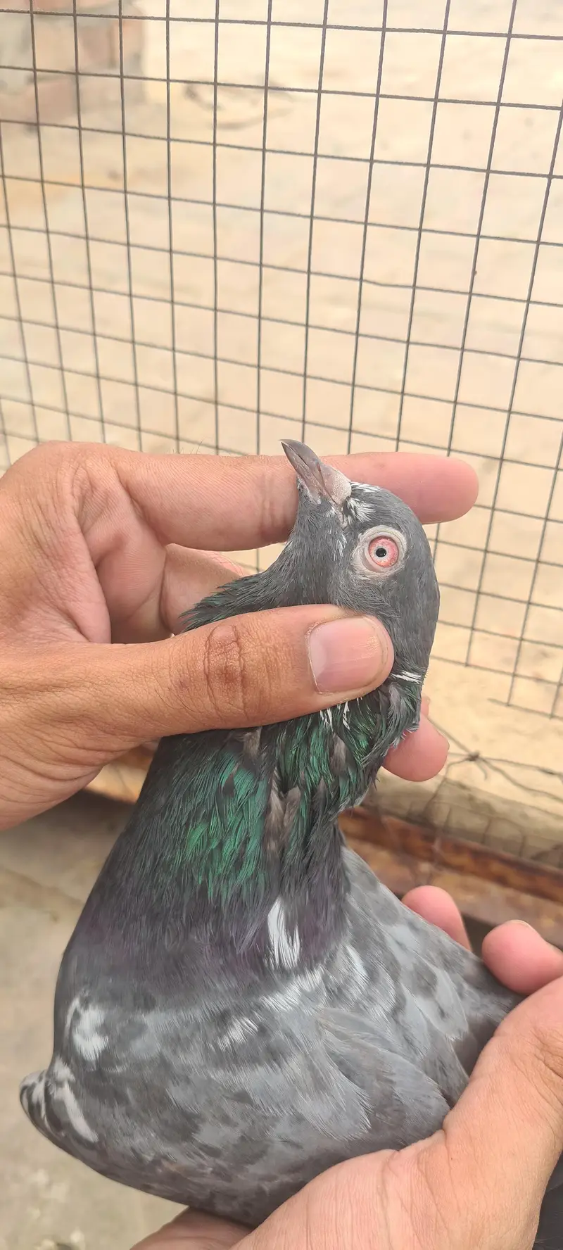 pure dubwala pair with one patha — photo 4