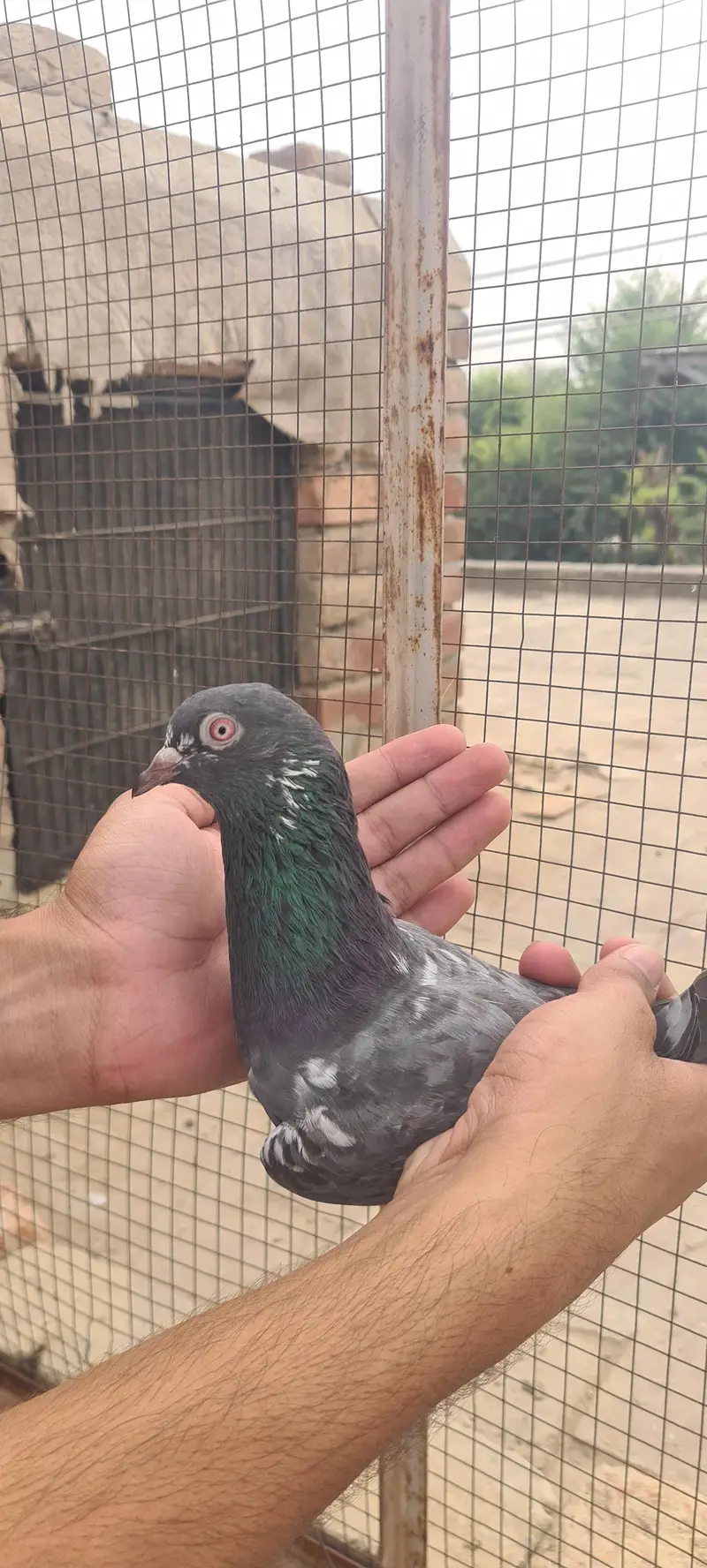 pure dubwala pair with one patha — photo 5