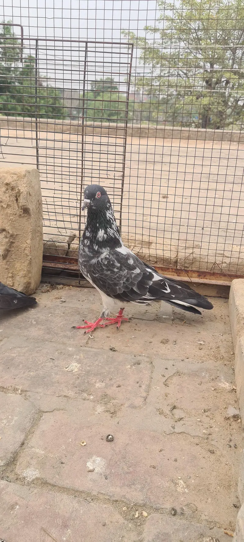 pure dubwala pair with one patha — photo 7