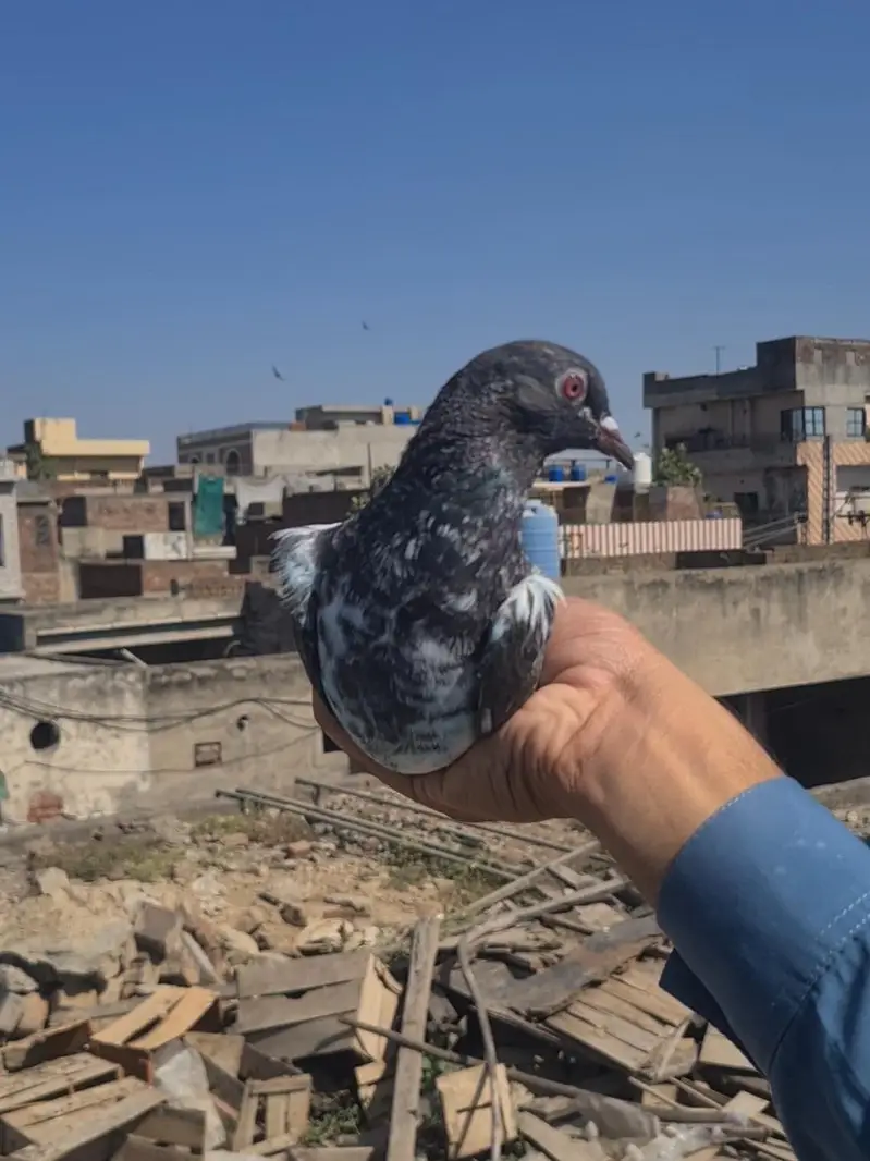 pure dubwala pair with one patha — photo 9