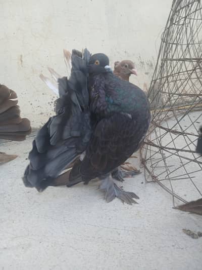 100 % Breeder Pair healty and active