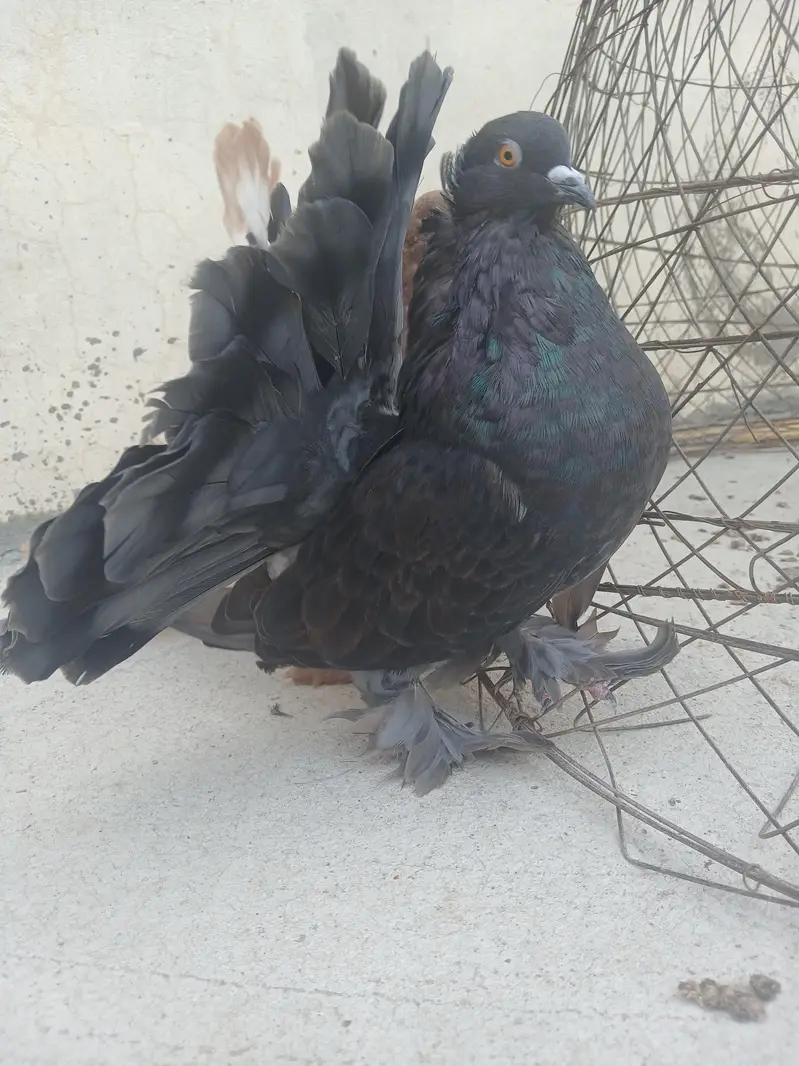 100 % Breeder Pair healty and active — photo 2