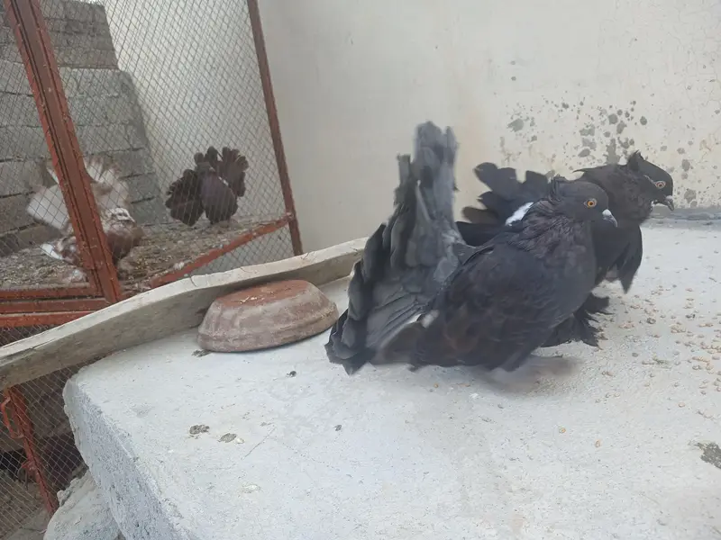 100 % Breeder Pair healty and active — photo 4