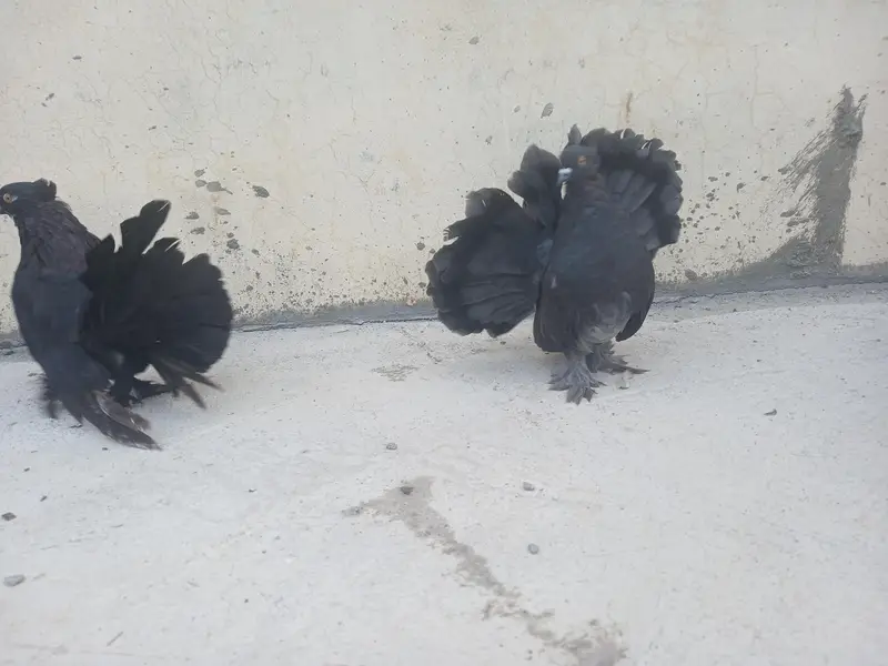 100 % Breeder Pair healty and active — photo 7