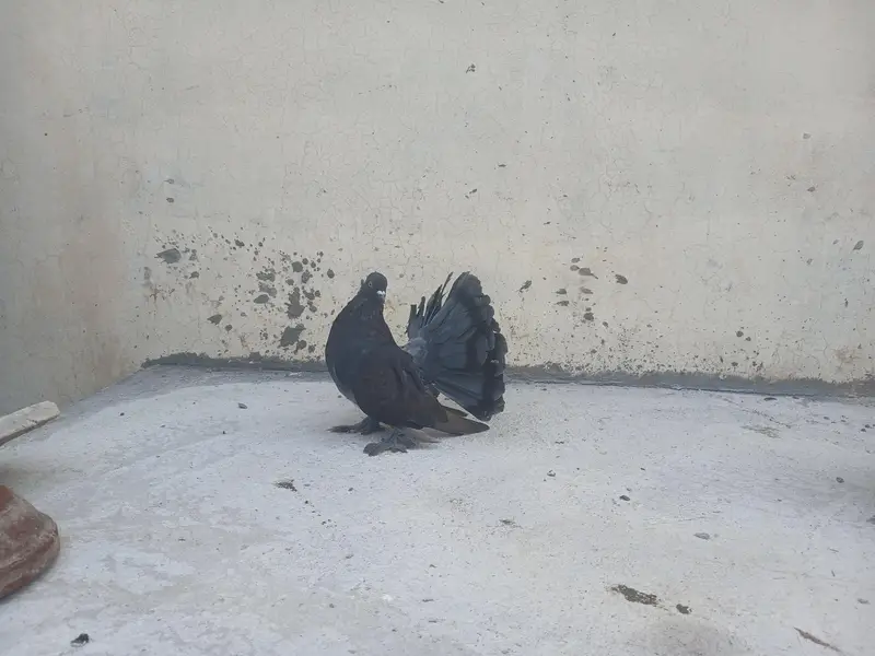 100 % Breeder Pair healty and active — photo 8