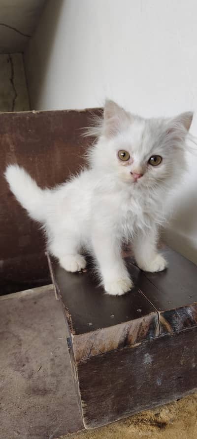 healthy active kitten for sale in Sialkot