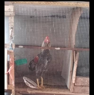 Pure Aseel Salaita murga long Tail + highted murga Active Healthy