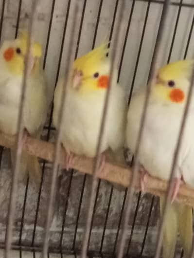 two portion bird cage
