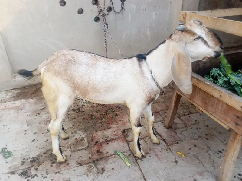 dogli bakri shat male bacha bakri pher sa 2mah ki Gaban ha — photo 2