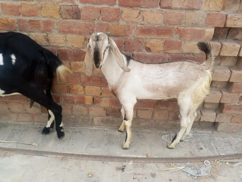 dogli bakri shat male bacha bakri pher sa 2mah ki Gaban ha — photo 3