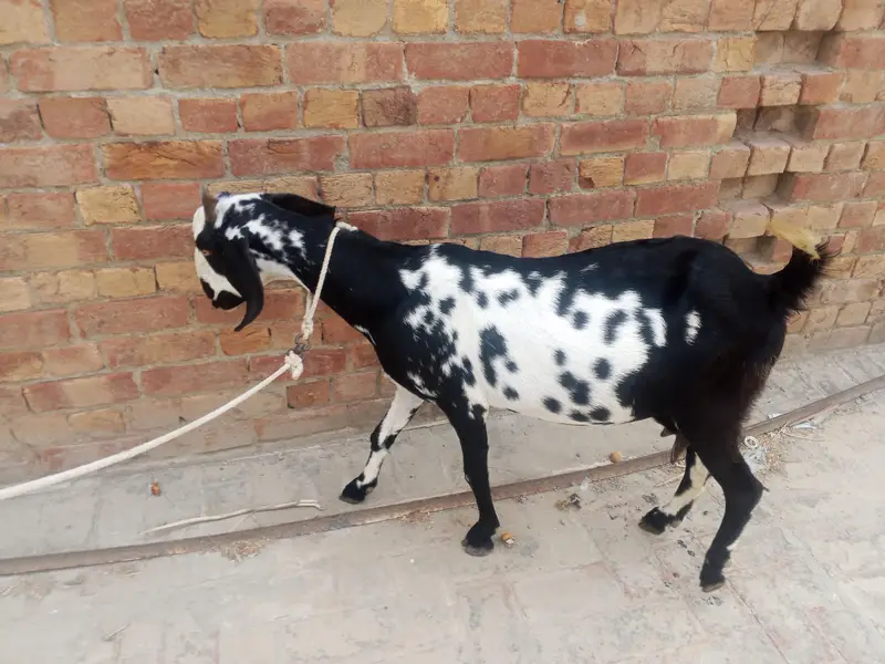 dogli bakri shat male bacha bakri pher sa 2mah ki Gaban ha — photo 4