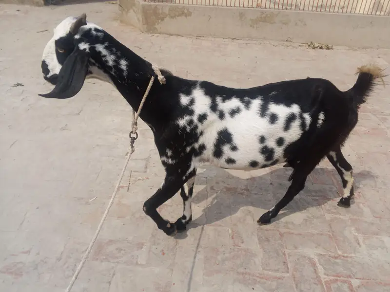 dogli bakri shat male bacha bakri pher sa 2mah ki Gaban ha — photo 5
