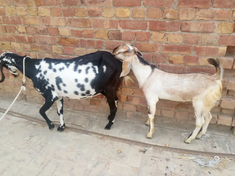dogli bakri shat male bacha bakri pher sa 2mah ki Gaban ha — photo 6
