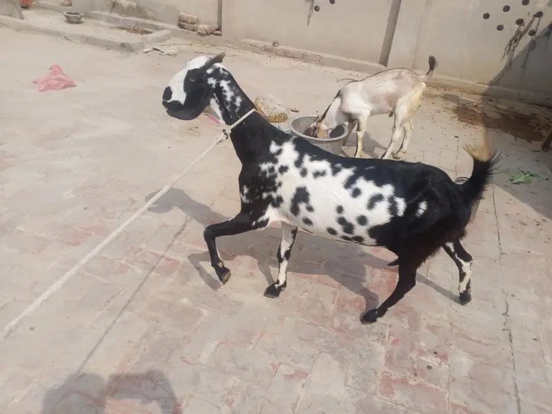 dogli bakri shat male bacha bakri pher sa 2mah ki Gaban ha — photo 7