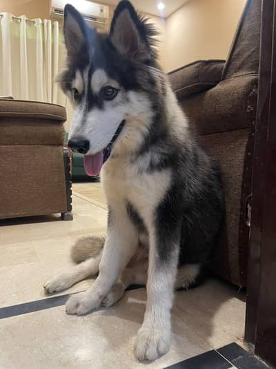 Husky Dog in Multan