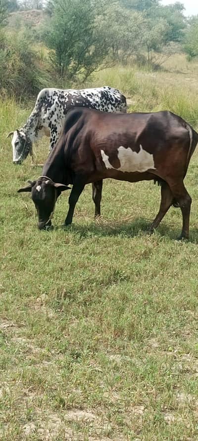 Desi long Height Cow For Sale