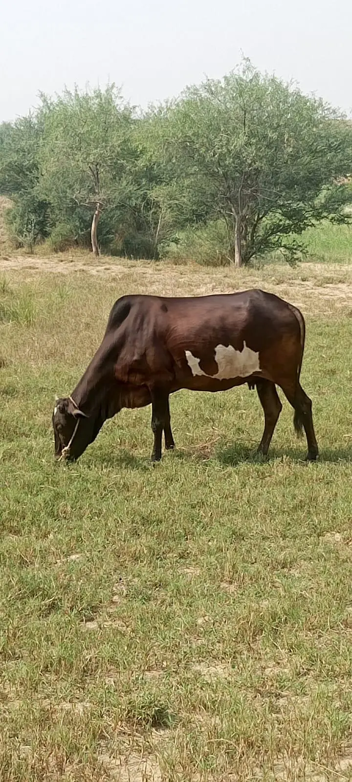 Desi long Height Cow For Sale — photo 2