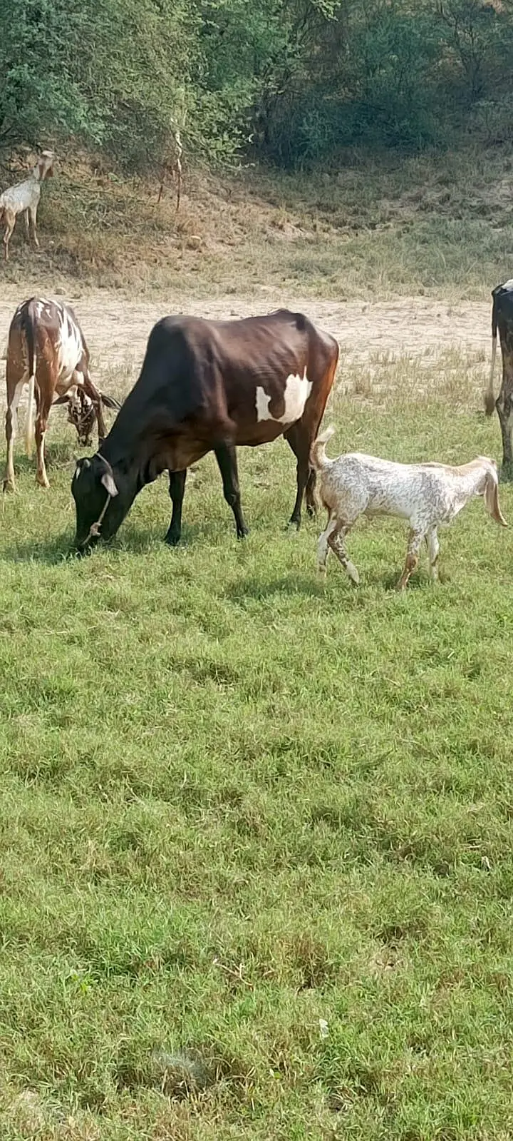 Desi long Height Cow For Sale — photo 3