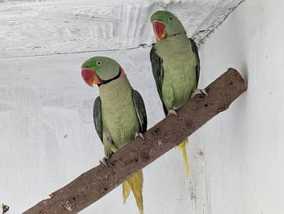 raw parrot urgent sale